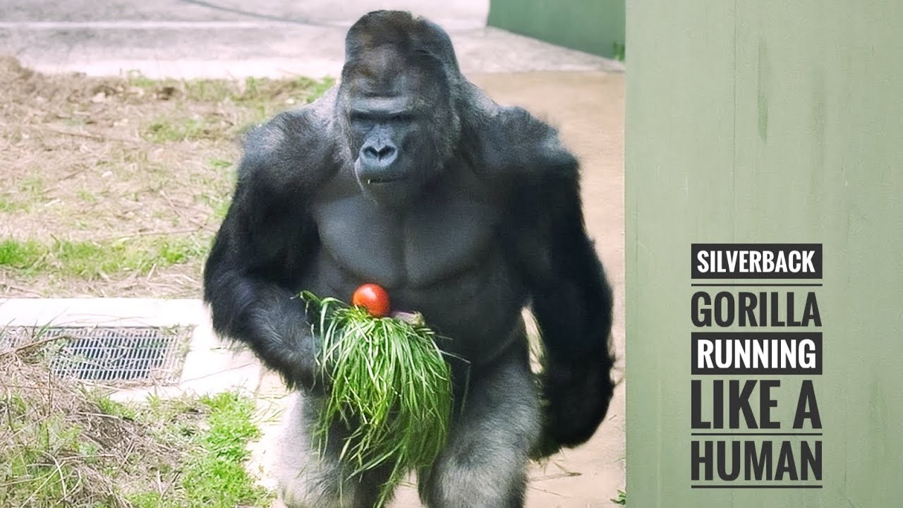 Silverback Gorilla Got Confidence Back just like his Daughter | Annie's DAD SHABANI