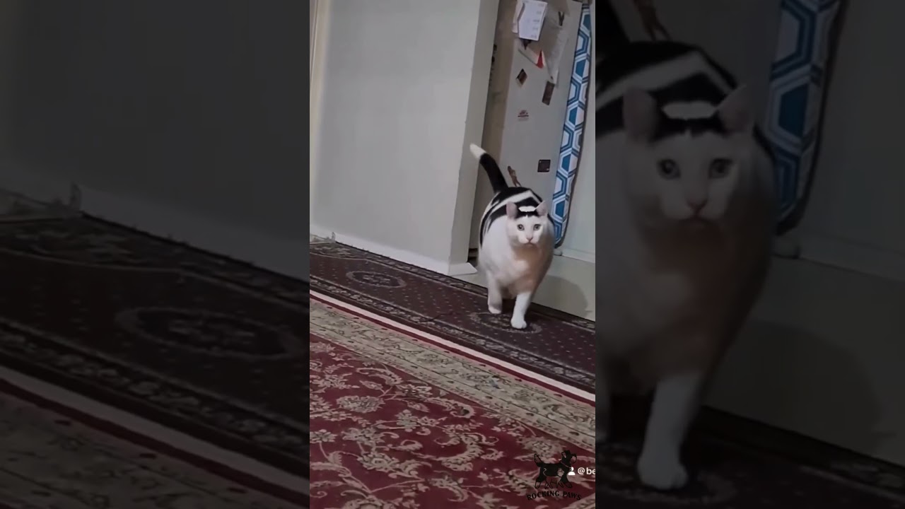 Huh Cat another original voice Video 
