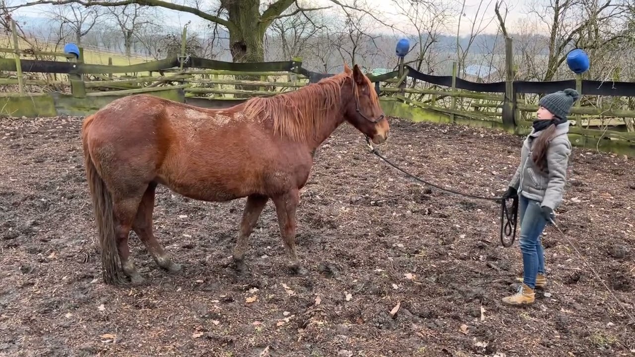 Valášek Shelby a jeho házení hlavou- odstranění pomocí znecitlivování na šlahoun
