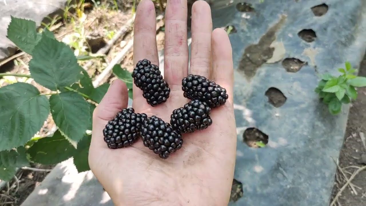 Большой обзор ежевики.Цена на рынке Привоз.Натянули сетку вовремя.