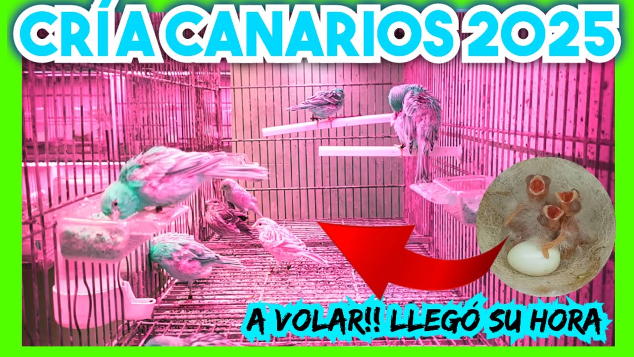🪺🐦 2/2 #8 Los PRIMEROS pollos 