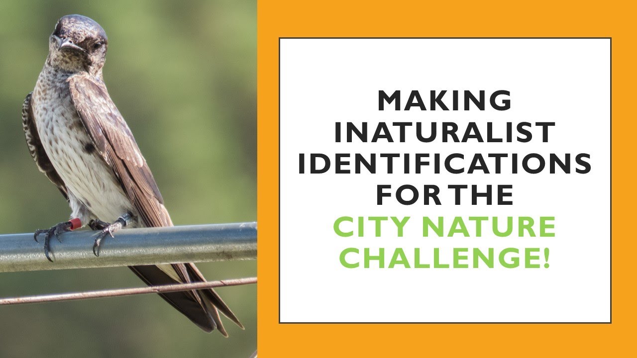 Making City Nature Challenge Identifications
