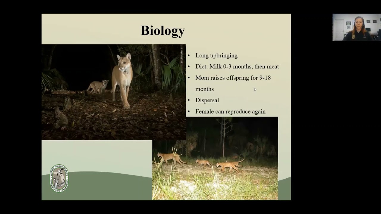 The Florida Panther - Naples Preserve Nature Talks 2021