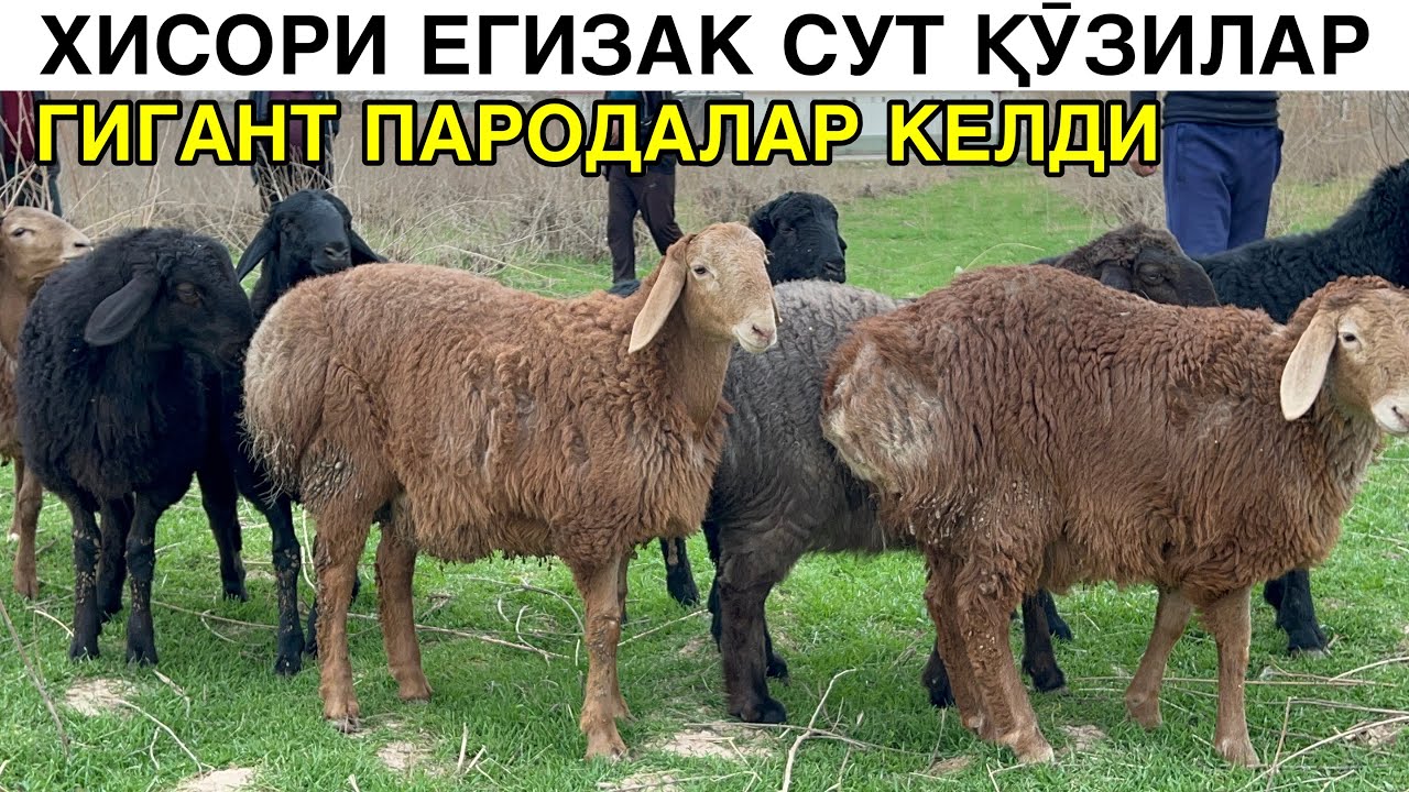 ЕГИЗЧИ СУТ ҚӮЗИЛАР КЕЛДИ. ☎️+998887183737 