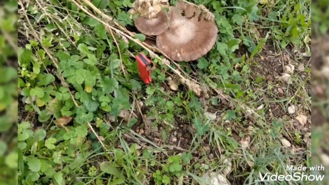 Funghi pleurotus eryngii, finalmente i nuovi