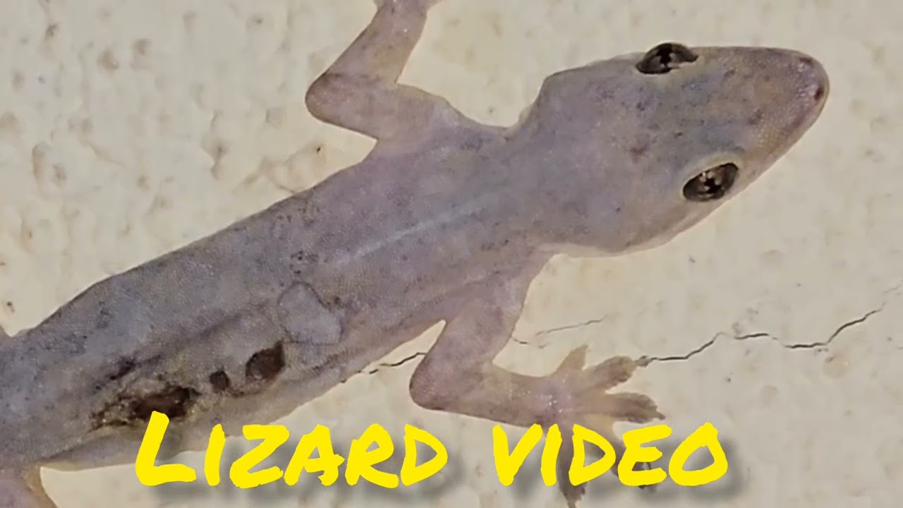 Lizard video big lizard 