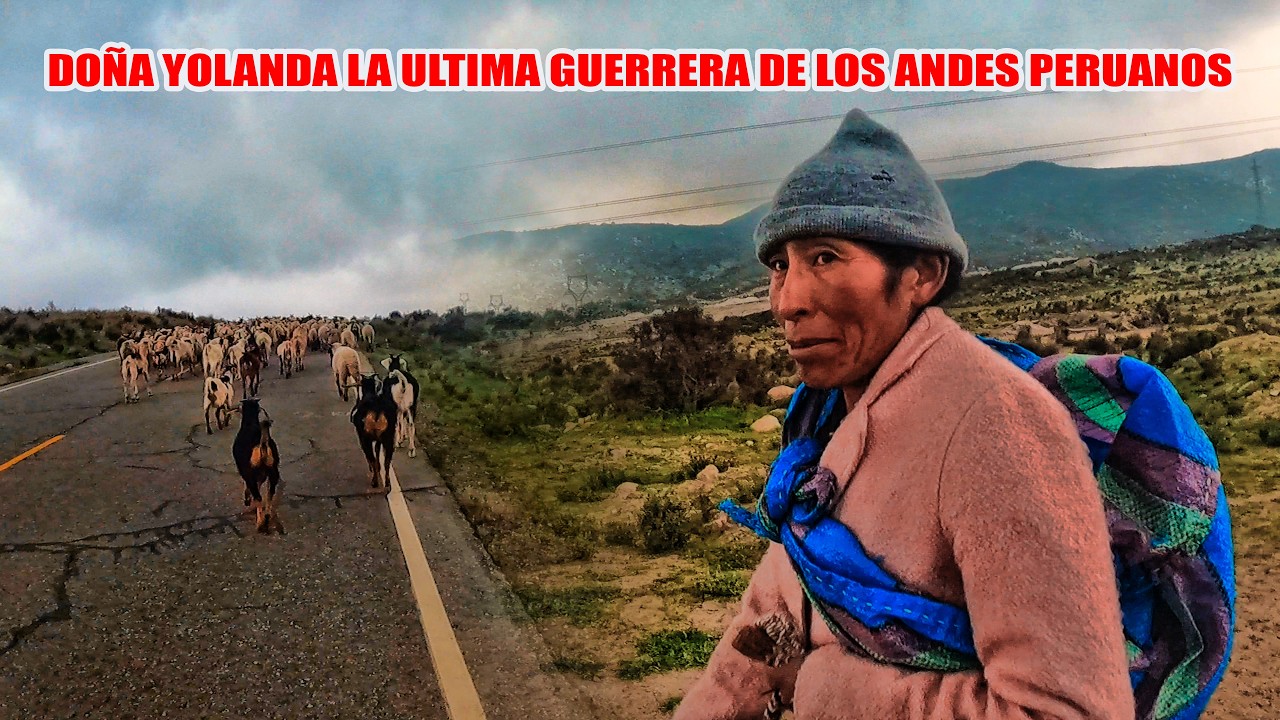 El REBAÑO de DOÑA YOLANDA crecerá… sus CABRITAS están por PARIR