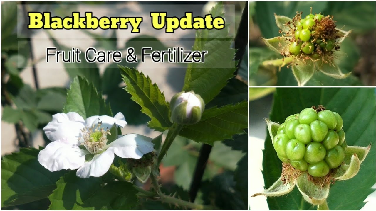 Blackberry Fruit Care & Fertilizer | How To Grow Blackberry In Containers
