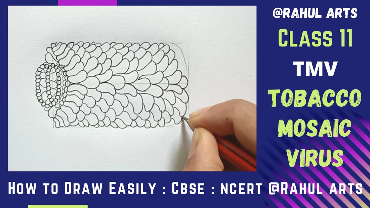 How to Draw TOBACCO MOSAIC VIRUS : TMV Easily Step by Step | CBSE | BIOLOGY @RAHULArts_Biology