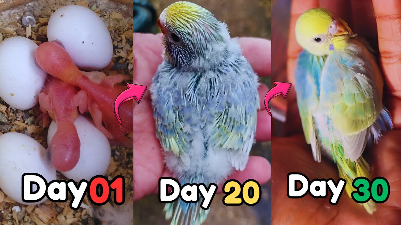 Budgies parrot baby growth day by day #budgies #bird
