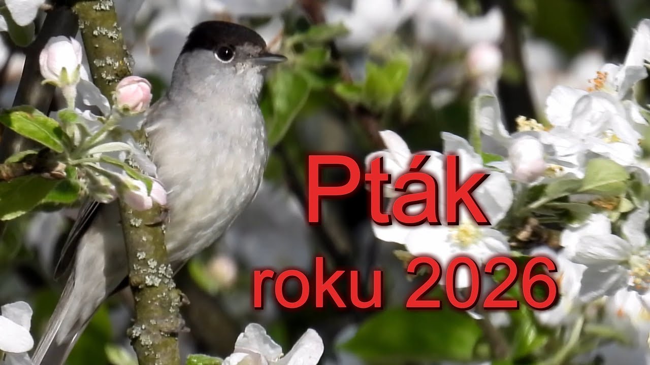 Pták roku 2026, The bird of the year 2026 in the Czech Republic Eurasian blackcap