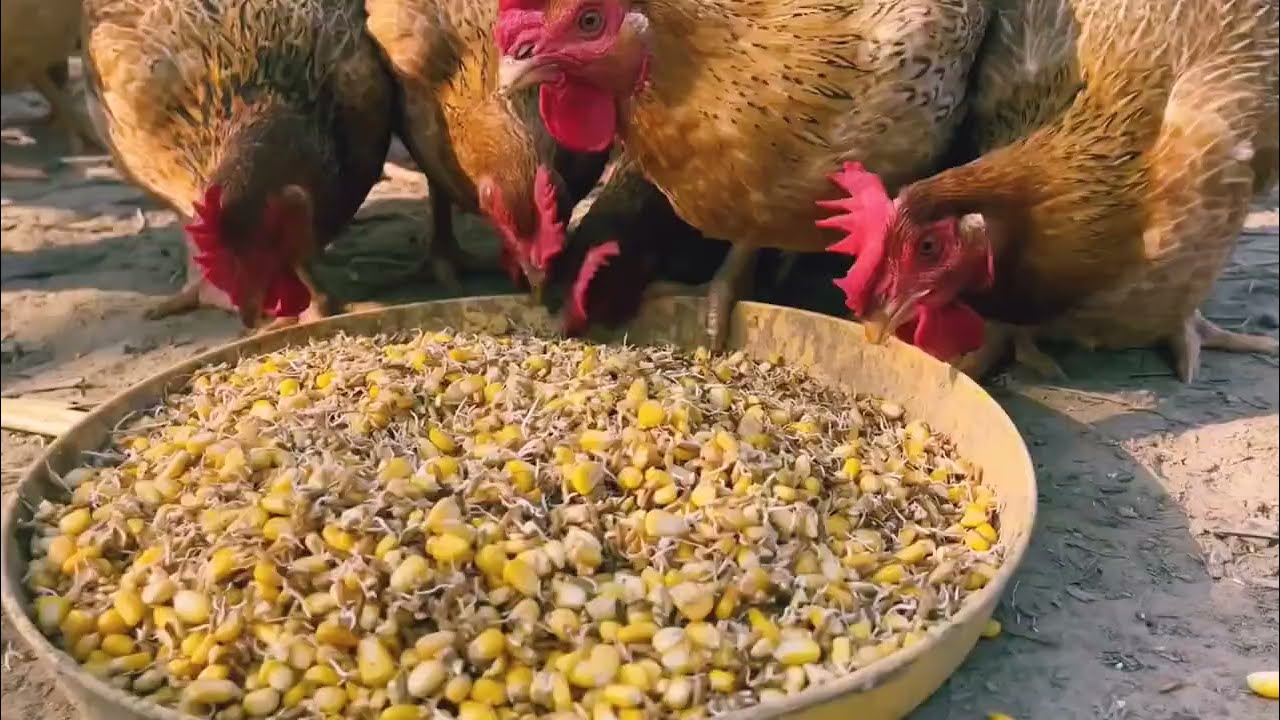 Organic Chicken caring method | #chickenfarm #organicfarm #eggproduction