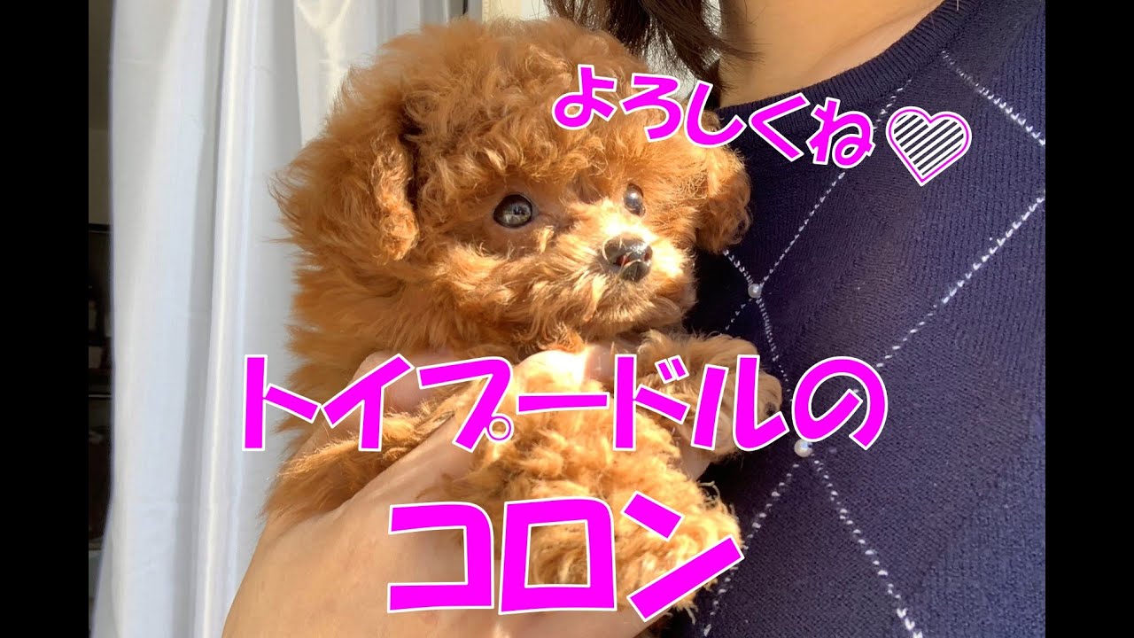 【生後2か月】トイプードルのお迎え日（犬のお迎え）「トイプードルのコロン」
