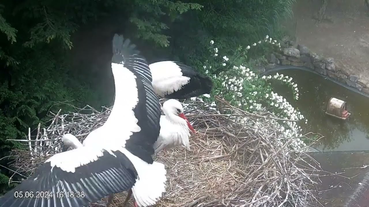 Webcam Störche: Kurz vor dem Abflug: Flügelschlag in eine neue Welt im Vogelpark in Heddesheim