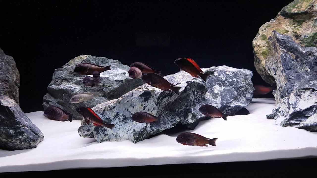 Tanganyika Tank Tropheus Moliro , Eretmodus Cyanostictus