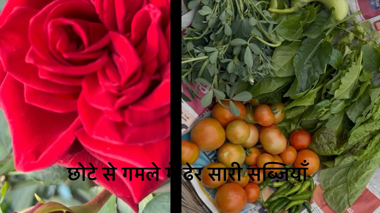 my lovely terrace garden|| छोटे से गमले में ढेर सारी सब्जियाँ 
