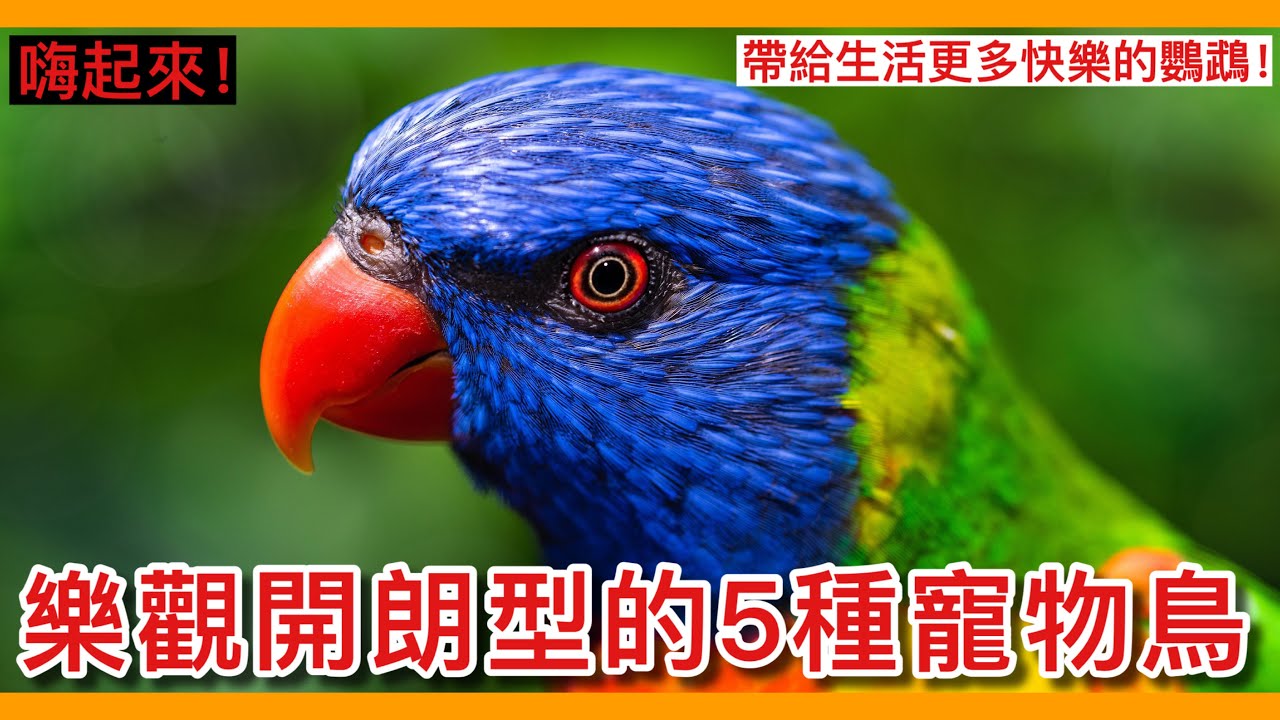 嗨起來！推薦5種「樂觀開朗」型的寵物鳥！給自己生活一點正能量吧！【鸚鵡小木屋】【養鳥問題】