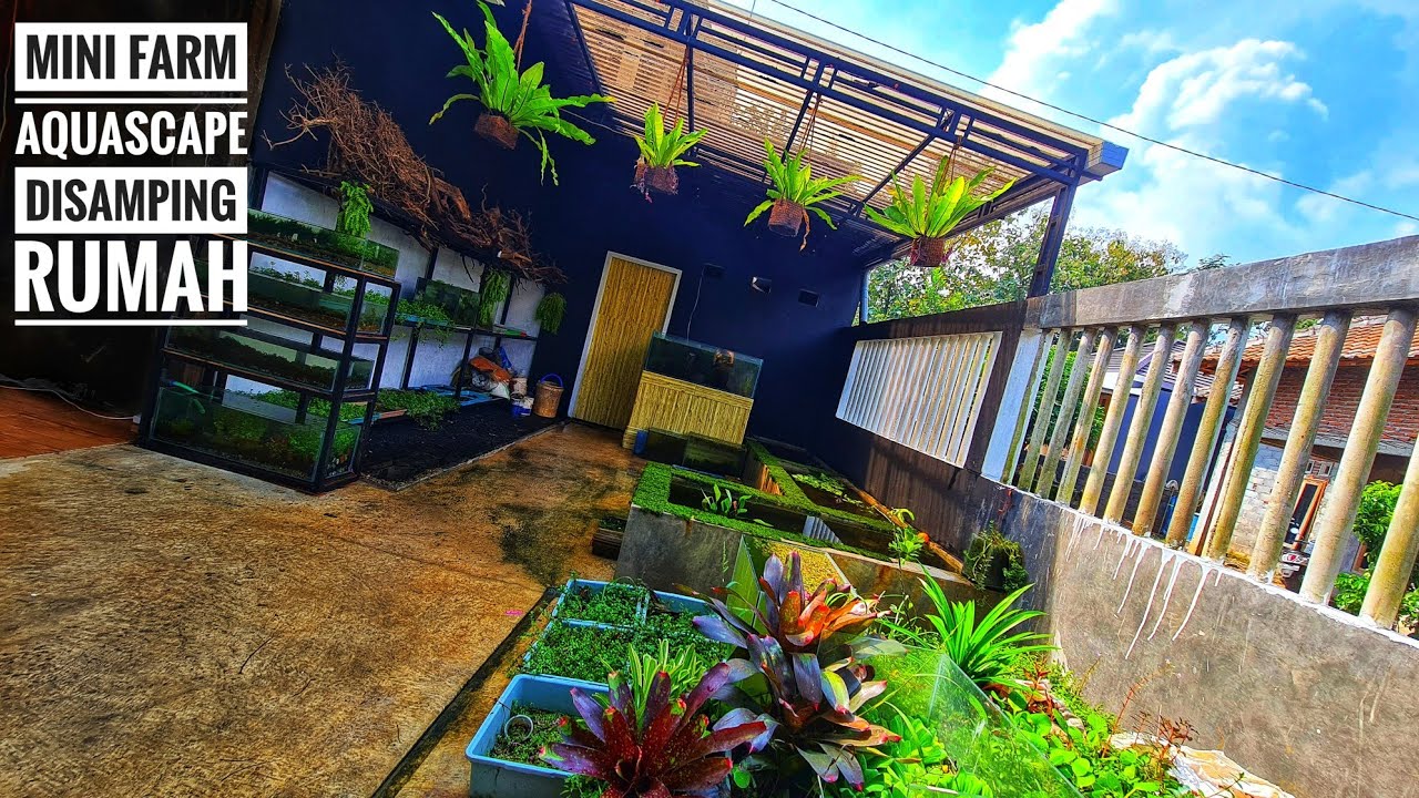 #Review farm tanaman Aquascape dirumah !!!