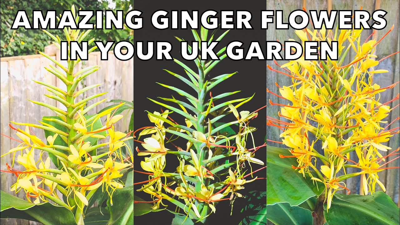 How to Grow Hardy Gingers for Amazing Scented Tropical Flowers! Hedychium gardnerianum Tips