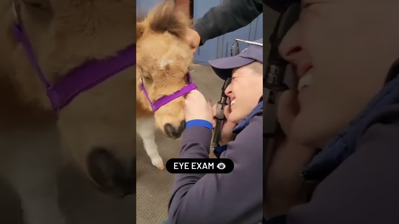 JOY'S FIRST VET VISIT 🩺 | Miniature Therapy Horse Gets a wellness check and immunizations.