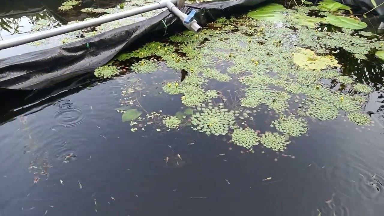 Full gold thủy sinh 