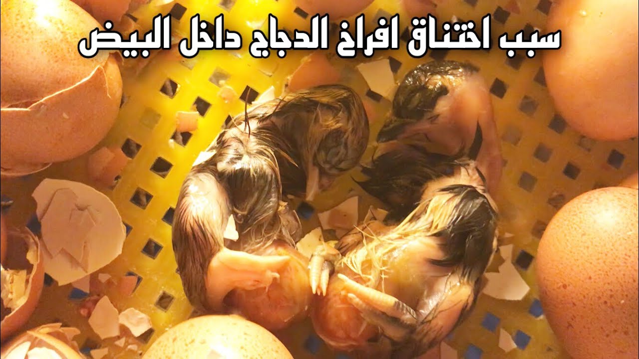 سبب اختناق الافراخ داخل الفاقسة
