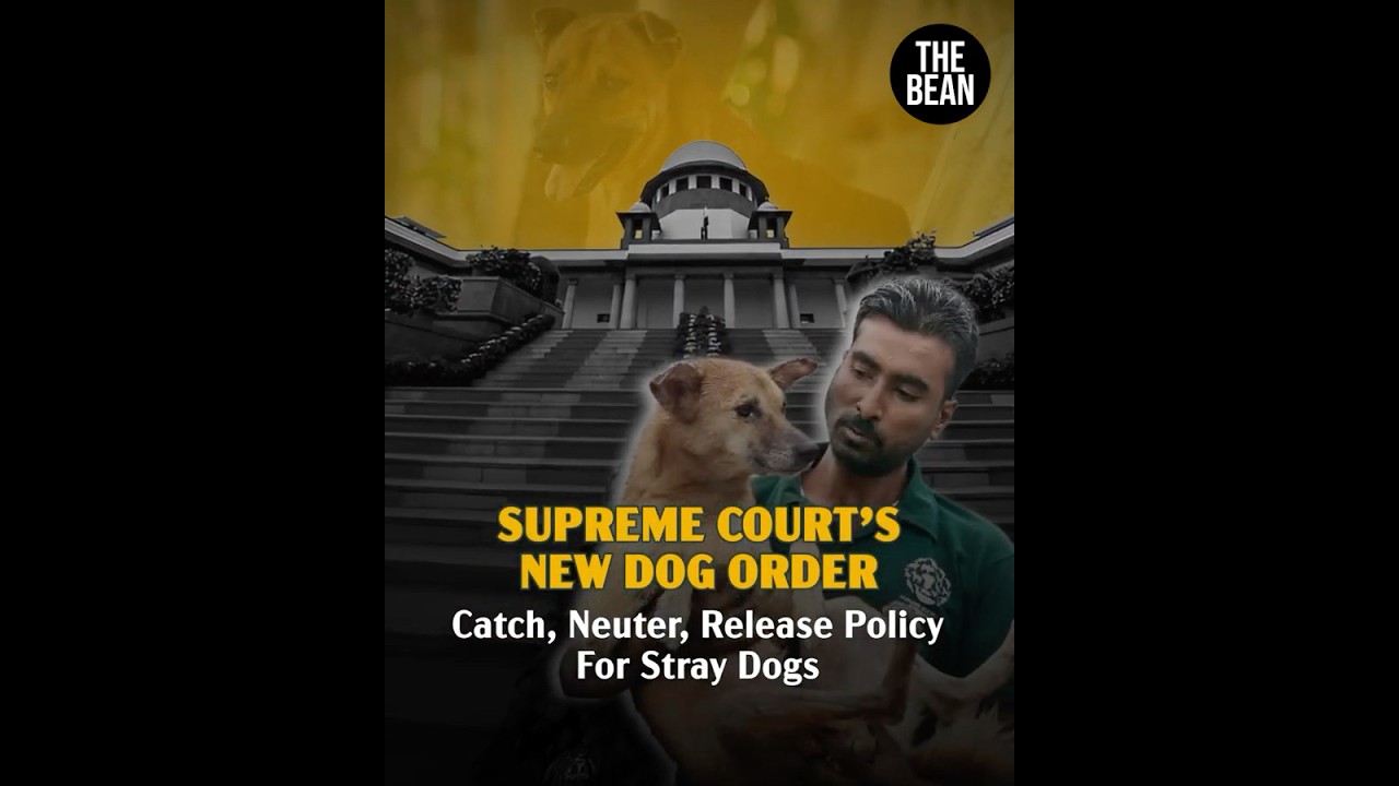 Stray Dogs to Be Vaccinated, Sterilised & Released: SC Order Explained