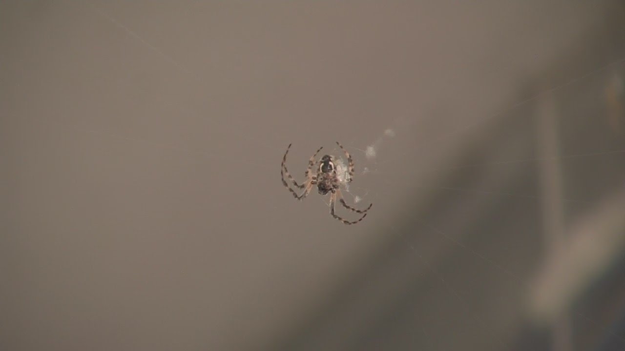 Increase in Bridge Spiders