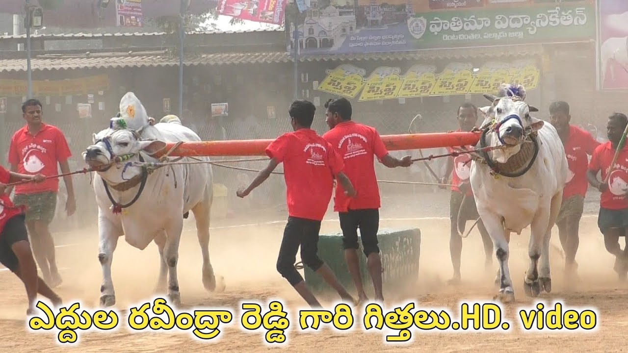 Rentachintala Juniors.1🏆విజేత..ఎద్దుల రవీంద్రా రెడ్డి గారు.చక్రాయపేట గ్రామం.శింగనమల మండలం .2908.8 