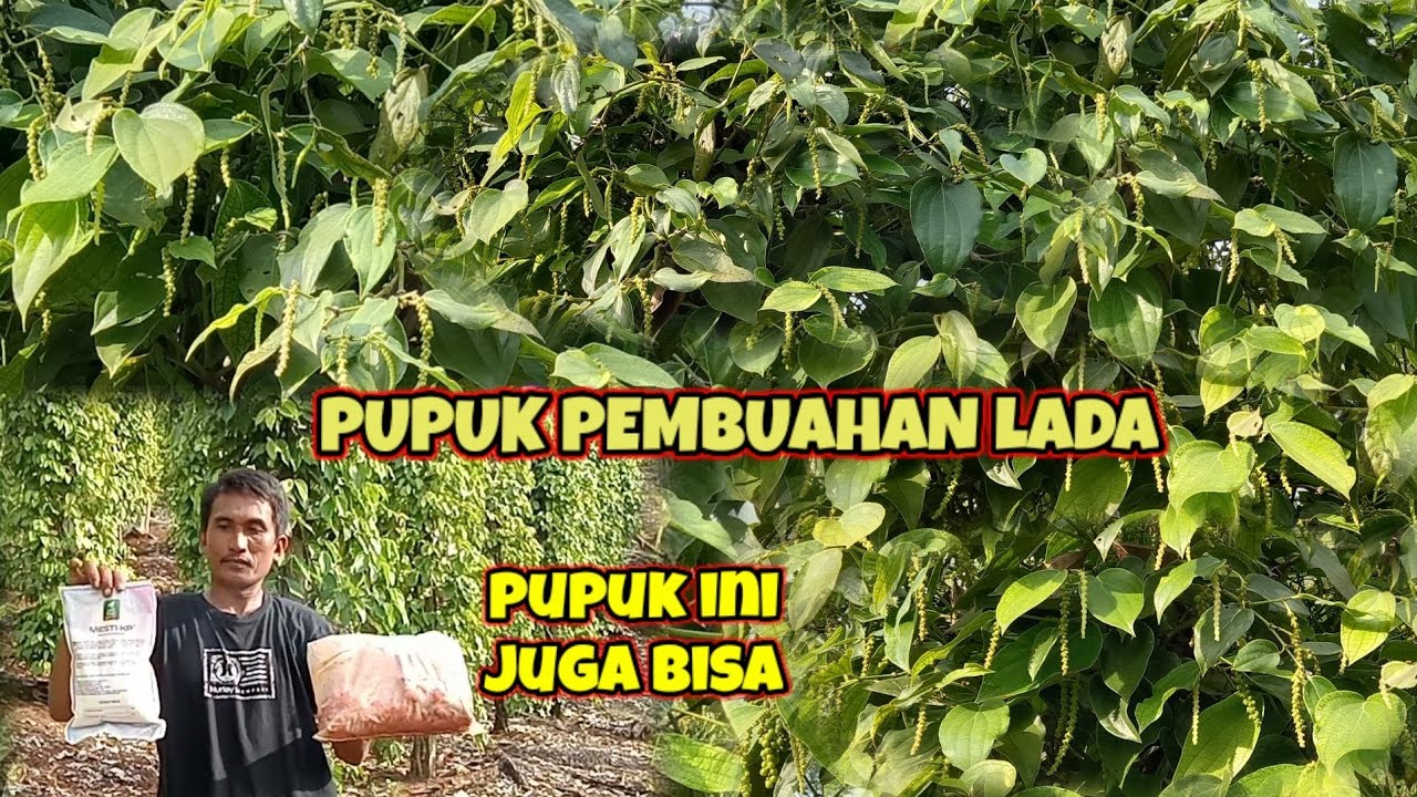 PUPUK PEMBUAHAN LADA,AGAR BUAHNYA CEPAT KELUAR DAN BANYAK.