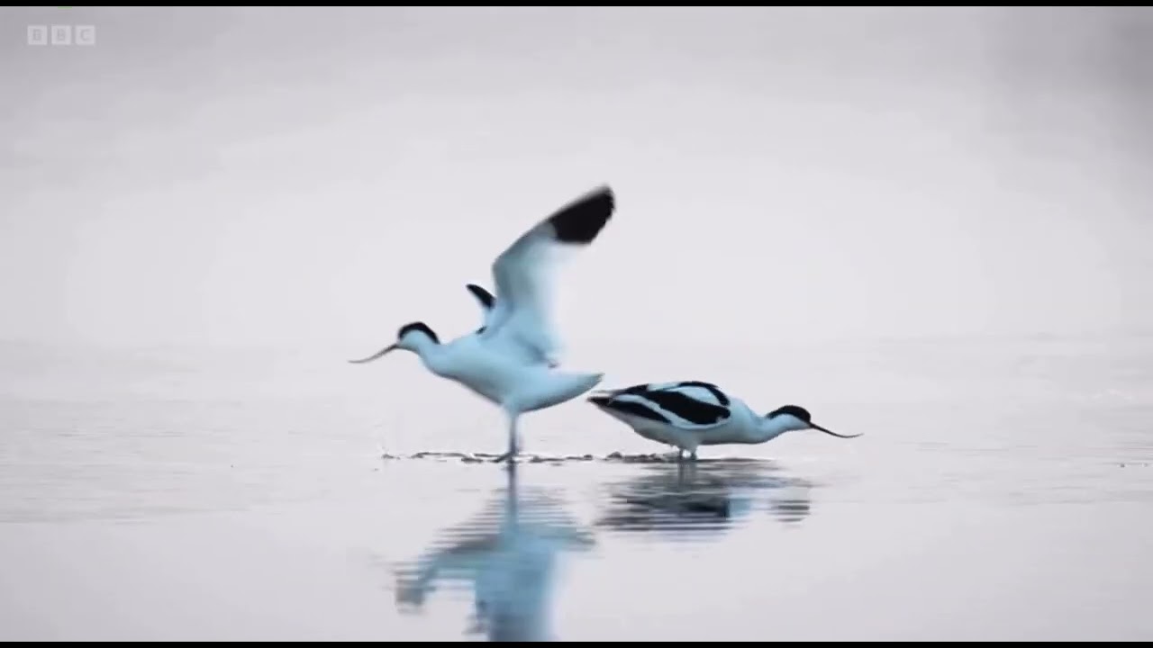 Introduction: Winter views of Brownsea Island Dorset | Winterwatch 2024