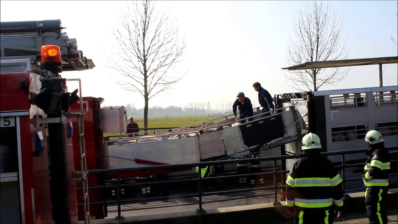 Overladen van de  varkens na brand Vrachtwagen.