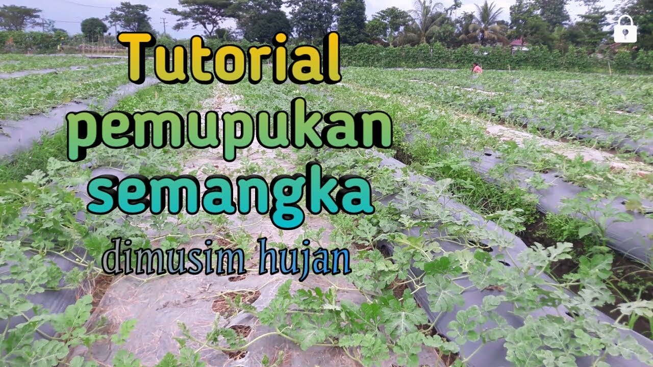 Tutorial pemupukan semangka dimusim hujan
