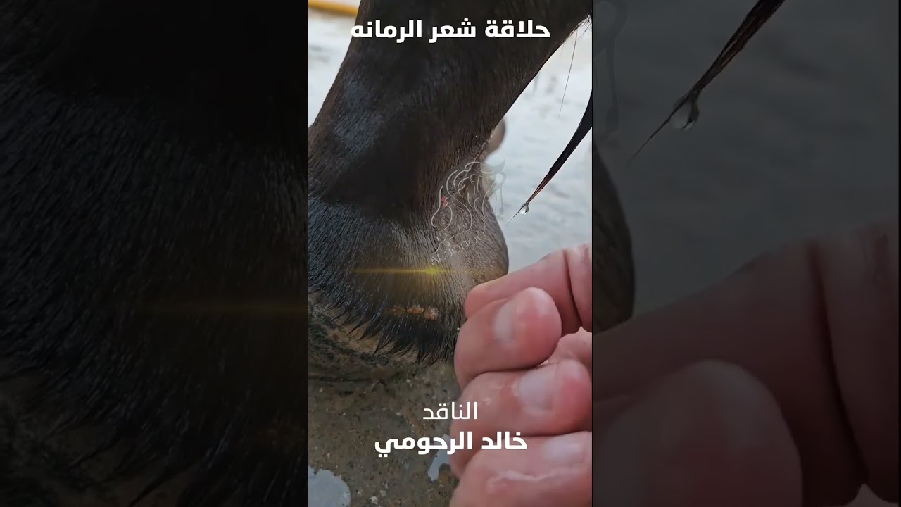 حلق شعيرات رمانه الحصان #خالد_الرحومي#قناة_السبوق