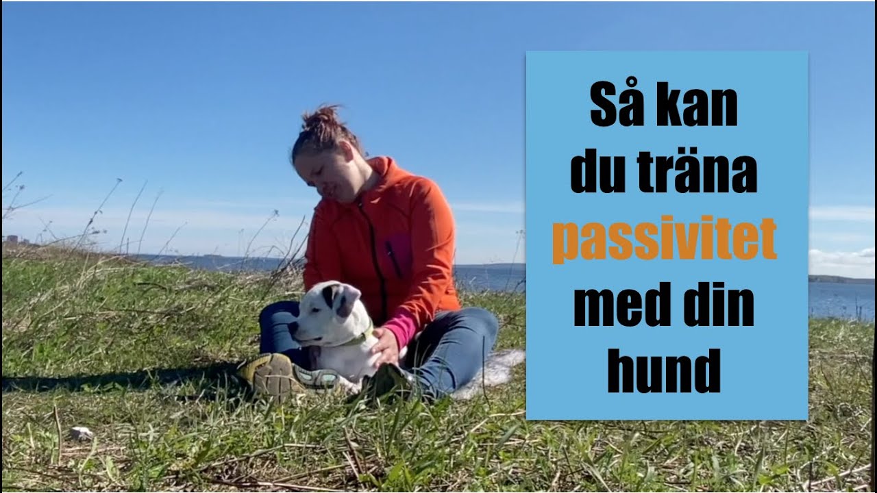 Så kan du träna passivitet med din hund