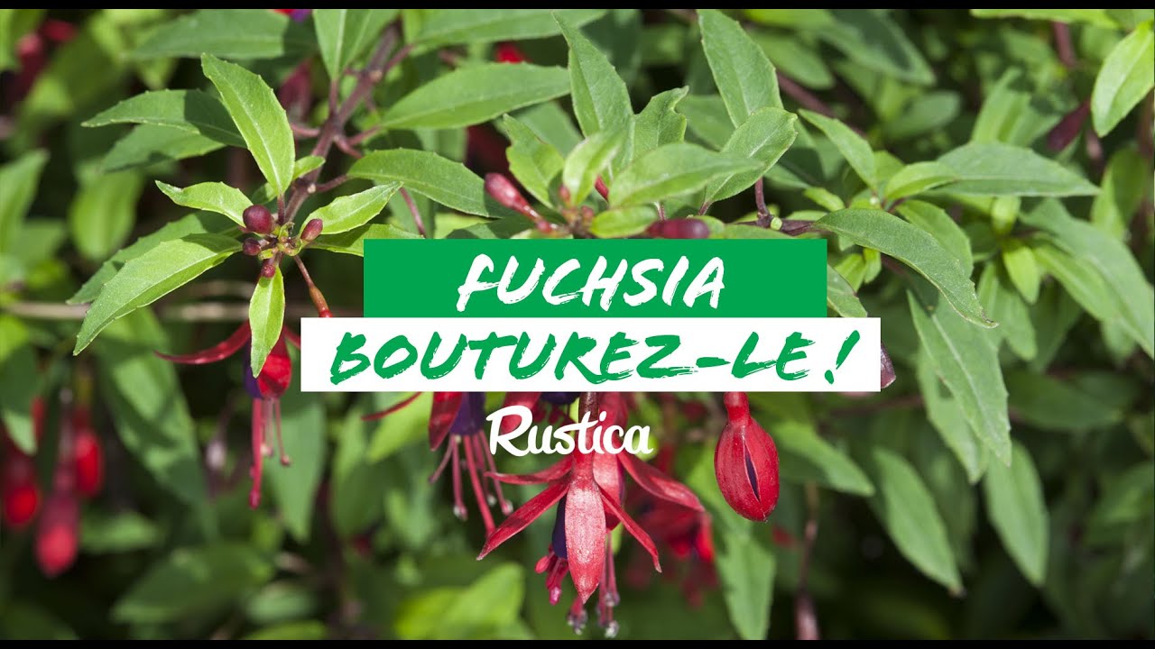 Comment bouturer un fuchsia