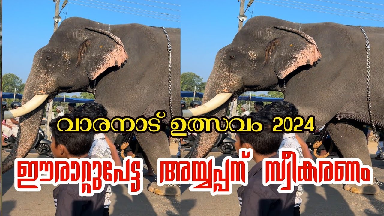 ഗജവീരൻ ഈരാറ്റുപേട്ട അയ്യപ്പന് ഗംഭീര വരവേൽപ് നൽകുന്നു വാരനാട് ഉത്സവം2024 varanad ulsavam