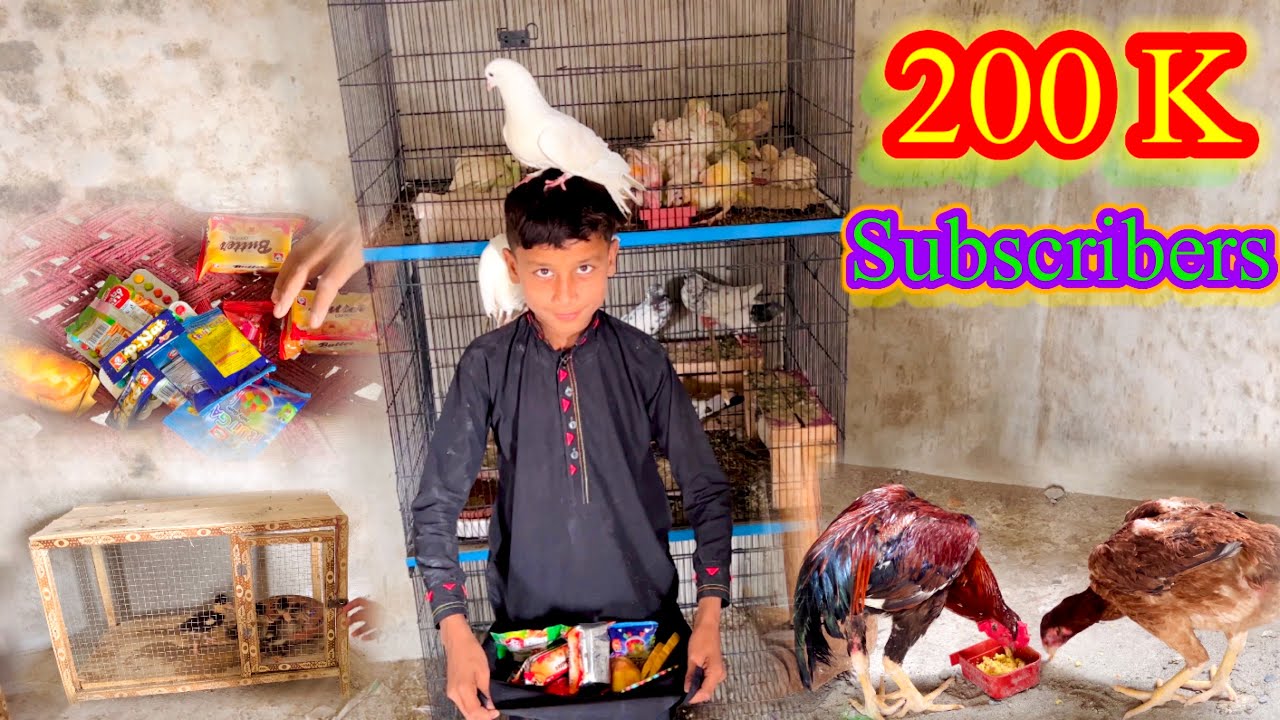 200K Subscribers Party With My Kabootar 🕊 Hens 🐓 Ducks 🦆 Chicks 🐥 | Dawood Sabir Vlogs