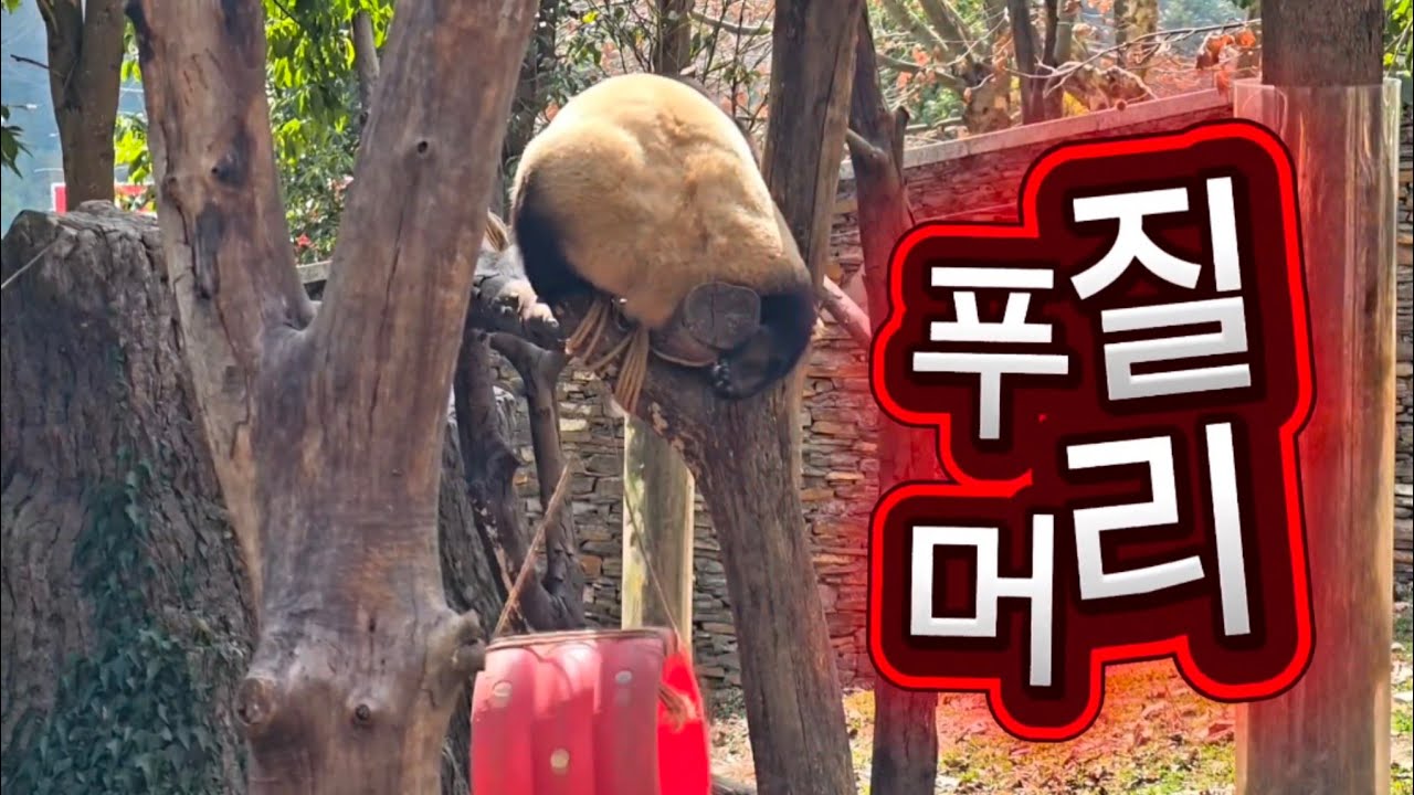 2/19 푸바오실시간 오후(1) 슈푸스타 귀여운 푸질머리❤️❤️ 포대자루로 잘 노네요 ^^