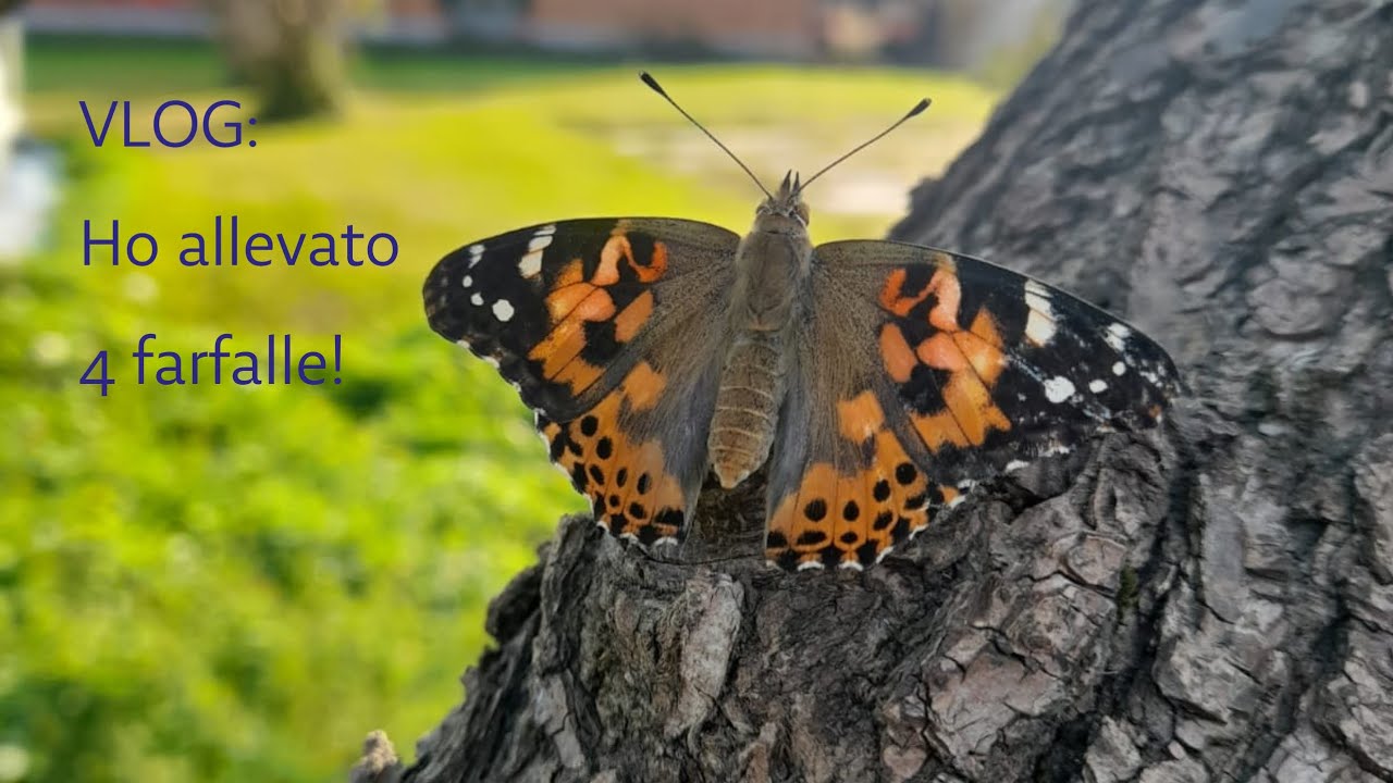 🦋 Il mio regalo per il mio 27° compleanno! Una Box di Smart Bugs con 4 bruchi di Vanessa Cardui!
