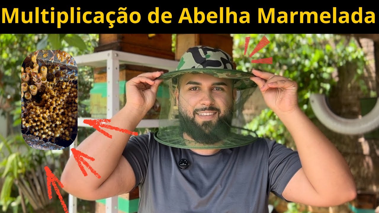 Multiplicação de Marmelada na Prática 🐝 | Veja Resultados de Multiplicações Anteriores