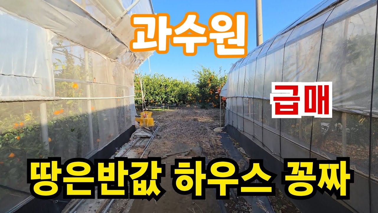 제주시 조천읍 함덕리 하우스 A급 과수원 5300평 초급매 010 4436 0401 #제주도 부동산 토지 매매 #급매물