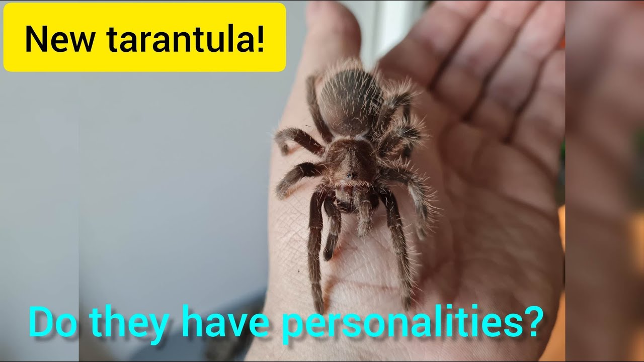 tarantula unboxing! do tarantulas have personalities?