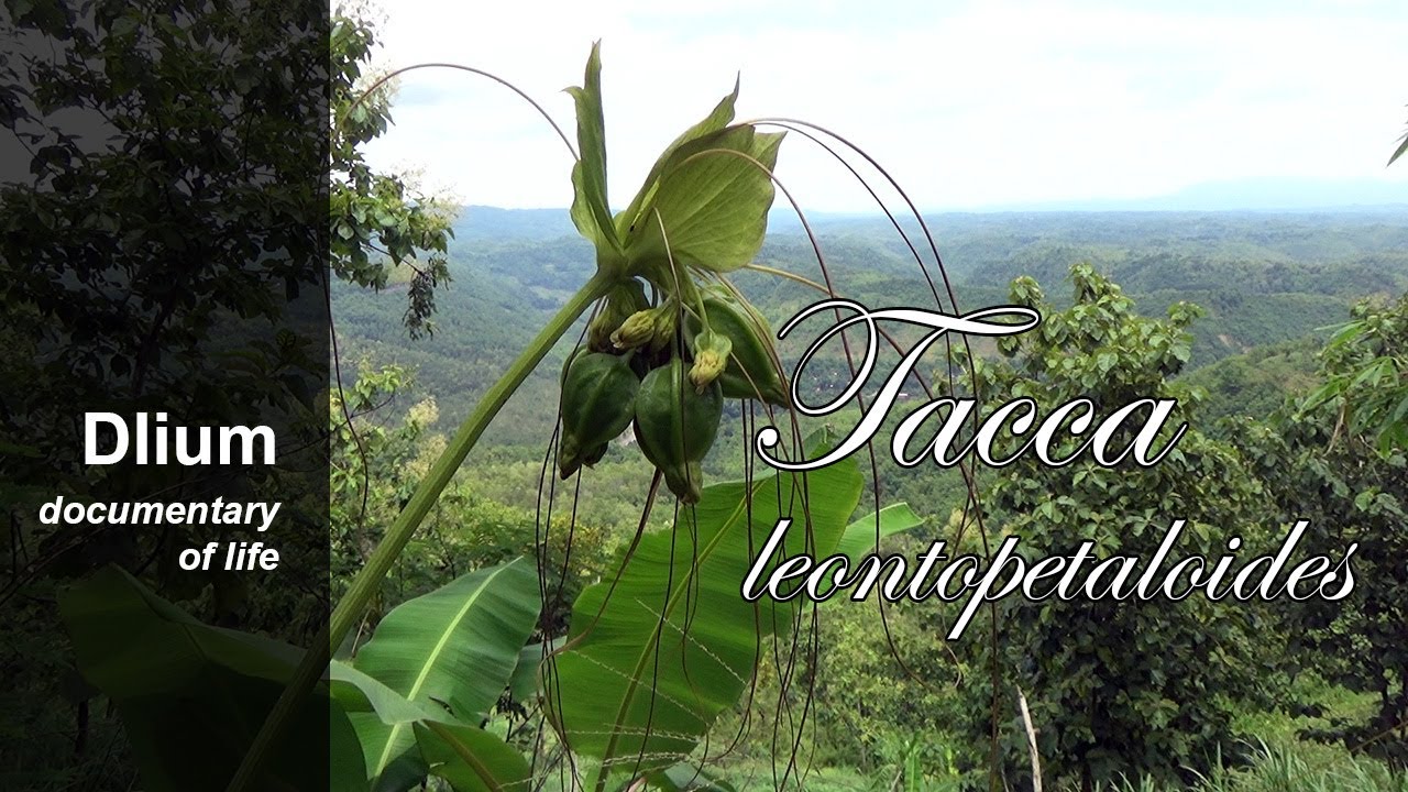 Jalawur (Tacca leontopetaloides) - part 1