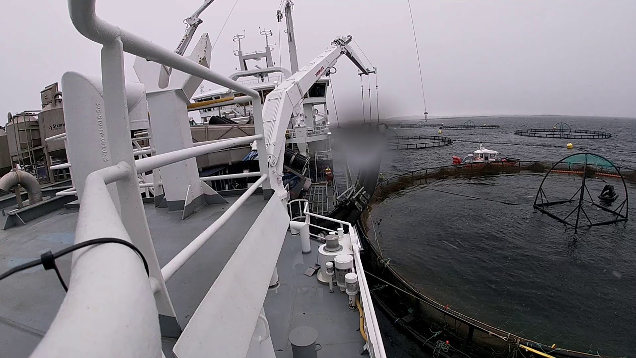 A day in the life on a wellboat