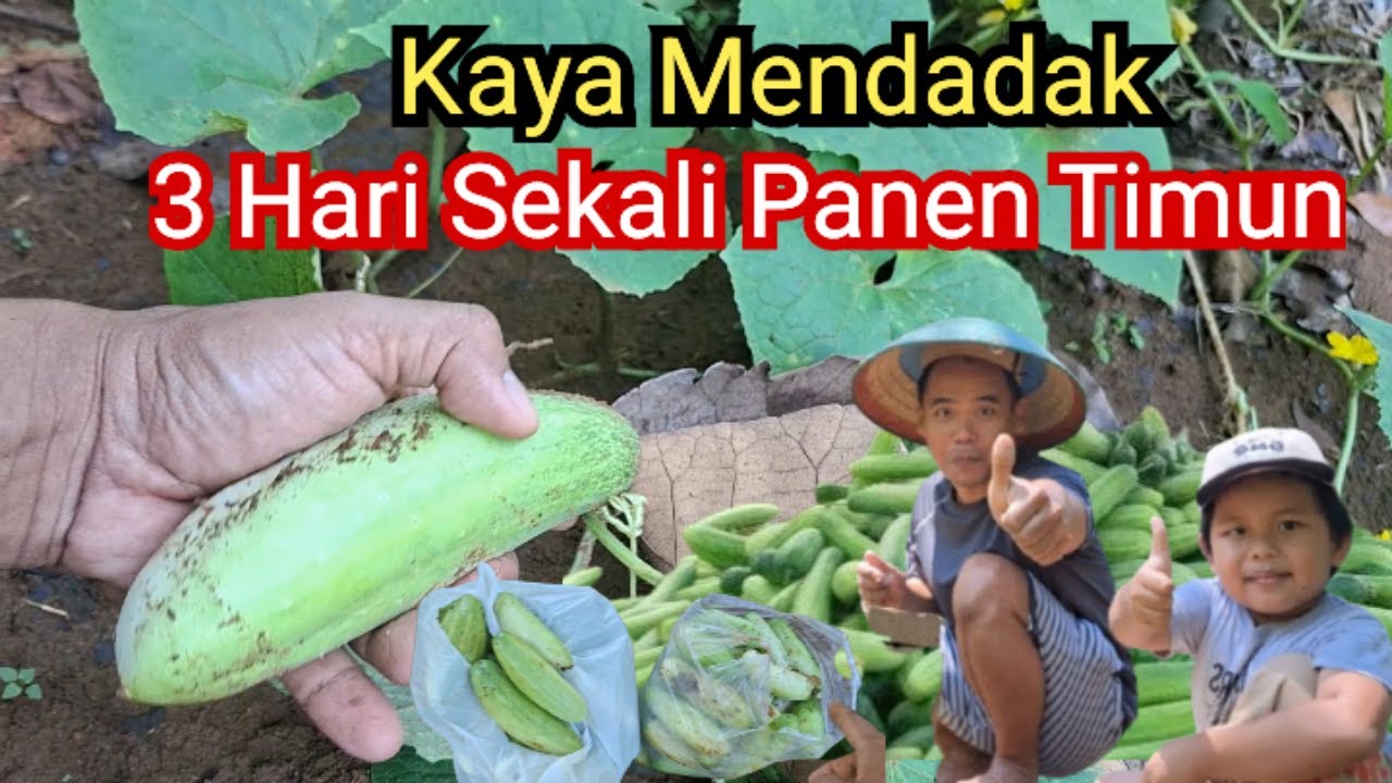 Kaya Mendadak!!! Dalam Sebulan Sudah Metik Hasilnya