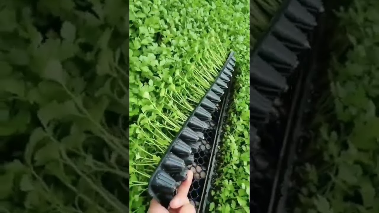 Coriander Seedlings Are Ready For Spring Planting 