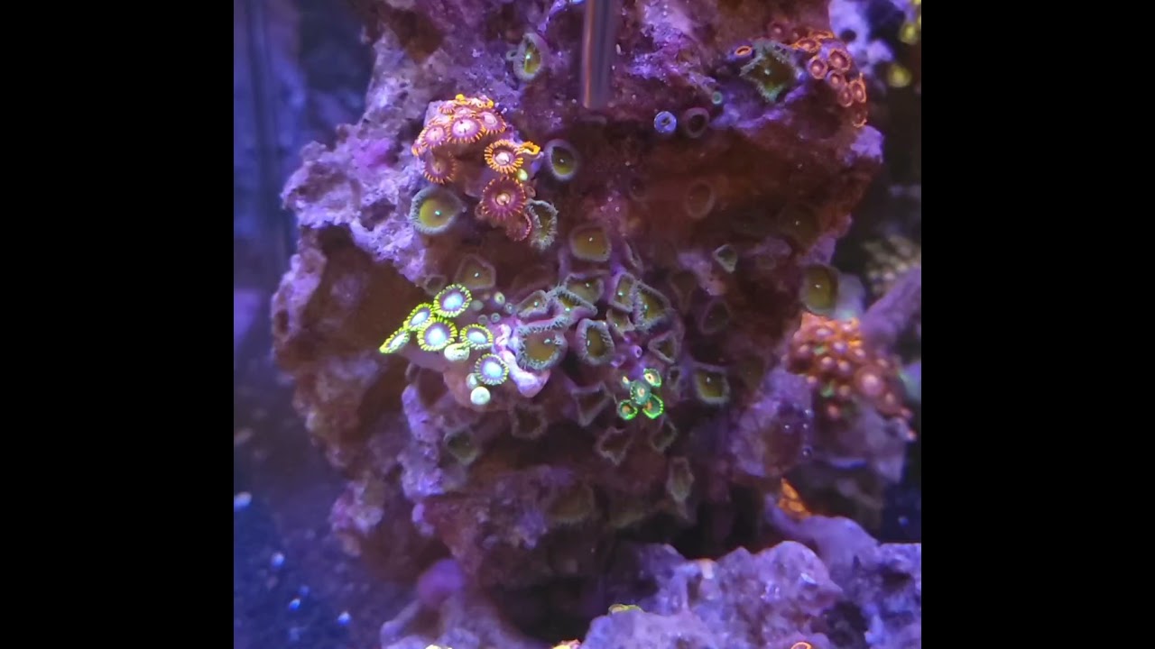 Eliminating pest zoas for good: The Siphon Method