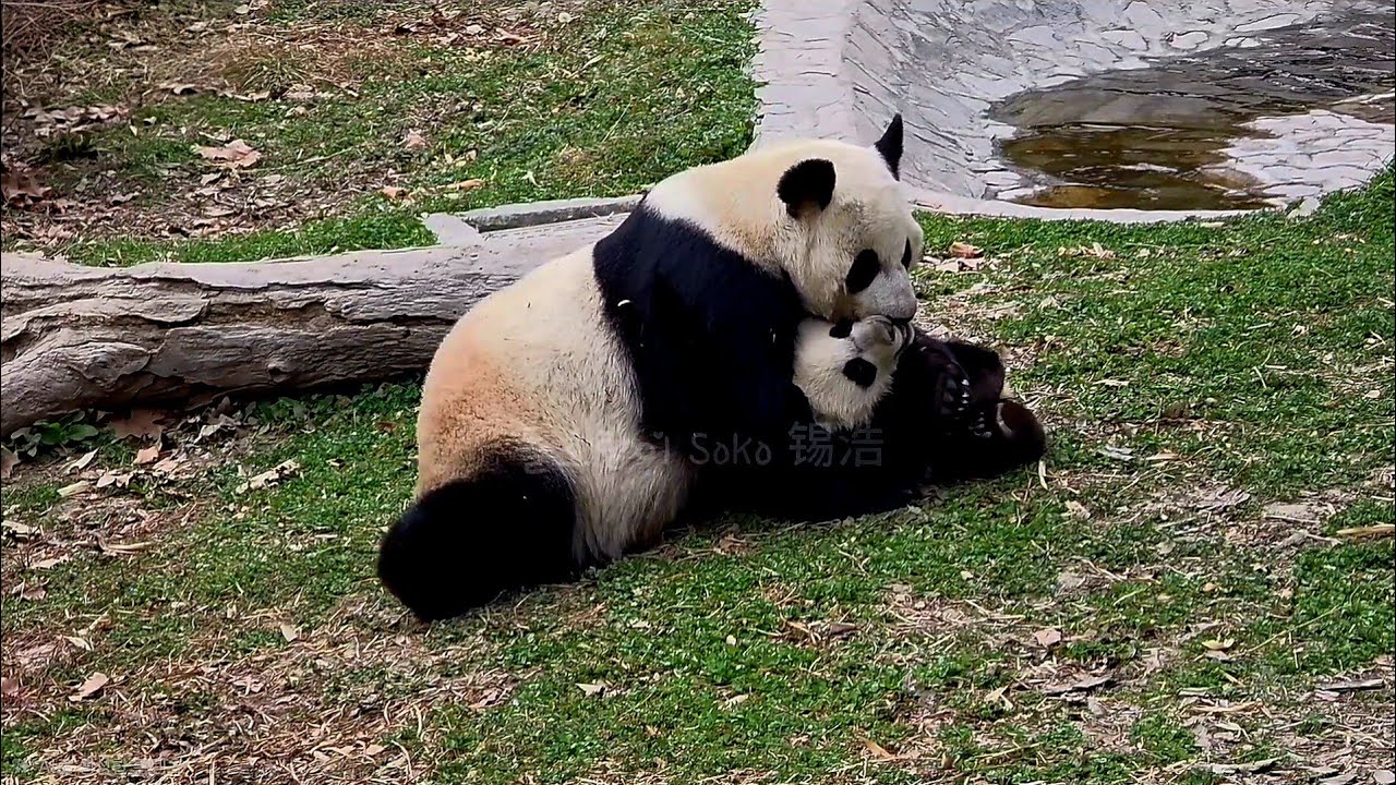 푸야 어릴때 아여사랑 보는 거 같은 수진네~❤️ | 선수핑 판다 Shensuping Panda