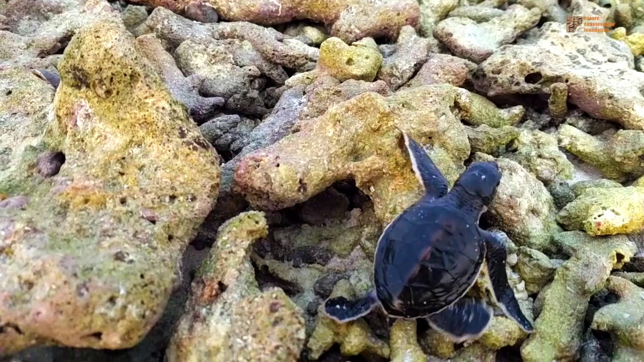 A baby green turtle's journey to the sea